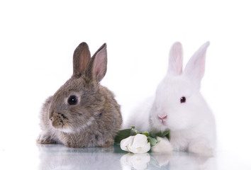 little rabbit and flowers