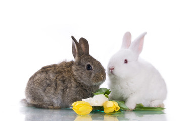 little rabbit and flowers