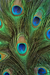 background close-up of feather of a peacock