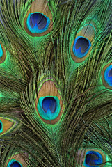 Fototapeta premium peacock scrape