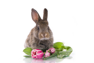 little rabbit and flowers