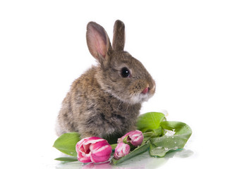 little rabbit and flowers