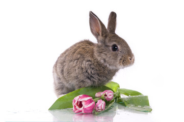 little rabbit and flowers