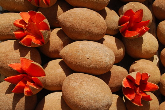 Sapote
