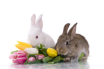 little rabbit and flowers