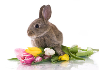 little rabbit and flowers