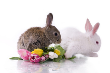 little rabbit and flowers