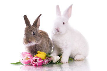 little rabbit and flowers