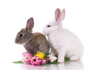 Fototapeta na wymiar little rabbit and flowers