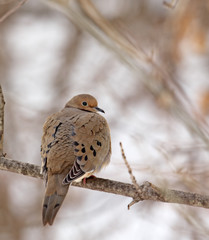 Mourning Dove, Zenaida macroura