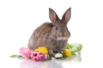 little rabbit and flowers