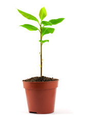 Small tree in the pot