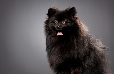 Small black shpitz puppy