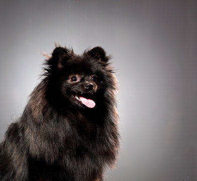 Small black shpitz puppy