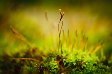 Close-up of sprouting moss. Soft focus background.