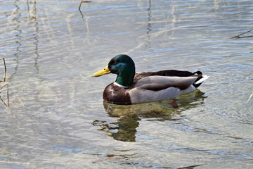 Papito Pato