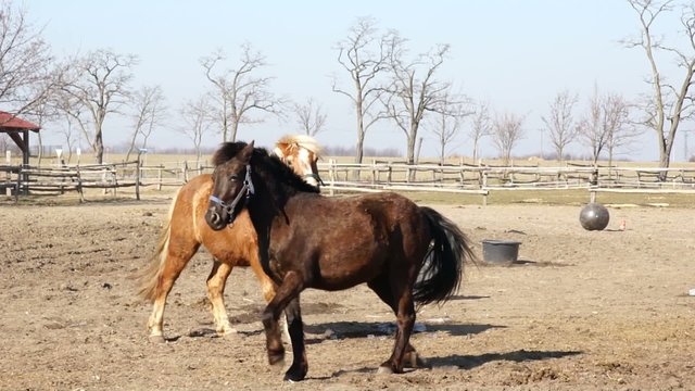 Pferde auf der Koppel