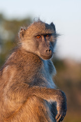 Chacma Baboon