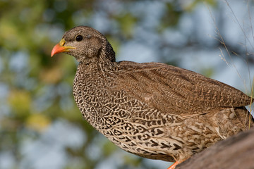 Natal Spurfowl