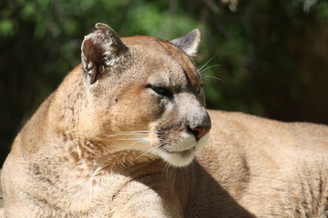 Cougar
