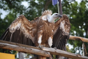 Vautour en libert&eacute;