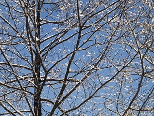 Winter trees