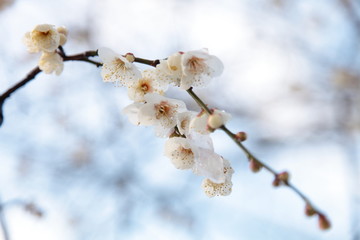 plum-blossom