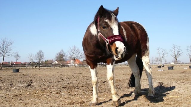 Pferde auf der Koppel