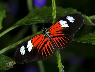 Doris Longwing Butterfly