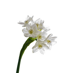 Symbol of spring.  Paperwhite flower (Narcissus Papyraceus)