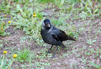 Jackdaw on green grass with grass background