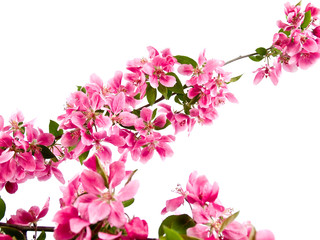 Fototapeta na wymiar Jasny Różowy Klastry Blossoms drzewa wyizolowanych na białym