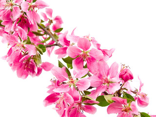 Bright Pink Clusters of Tree Blossoms Isolated on White