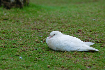 Sitting Dove