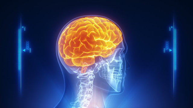 Human brain medical exam