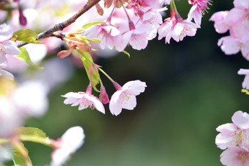 Obraz premium 川津桜のアップ