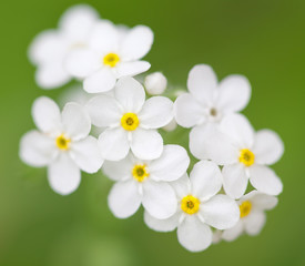 white flowers in the field