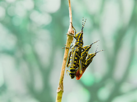 Ak Grasshopper