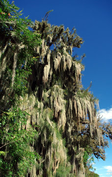 Tillandsia
