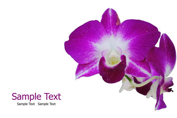 Purple orchid isolate on the white.