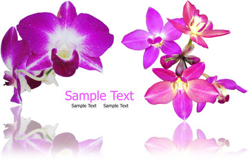 Fototapeta na wymiar Purple orchid isolate on the white. in Thailand.