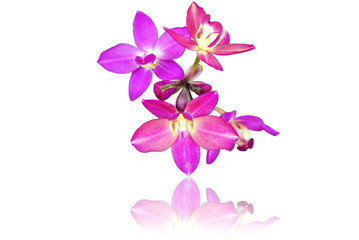 Fototapeta na wymiar Purple orchid isolate on the white. in Thailand.