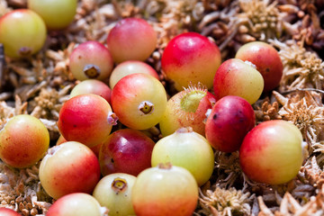 Wild cranberries growing in bog, autumn harvesting