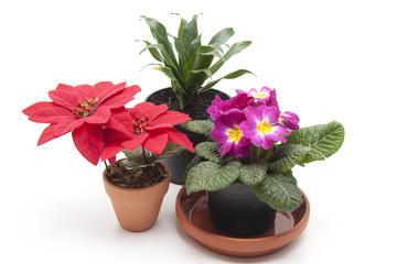 Primel und Weihnachtsstern