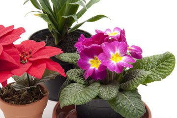 Primel und Weihnachtsstern