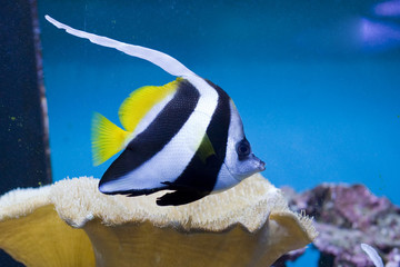 Fototapeta na wymiar Longfin pennantfish