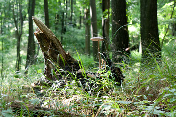 Mushrooms