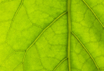Fototapeta na wymiar Green leaf background