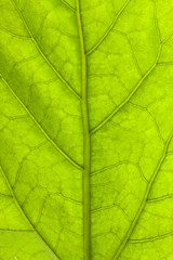 Obraz na płótnie Canvas Green leaf background