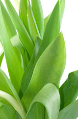 Obraz premium flowers